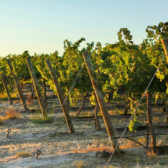 trellis 2